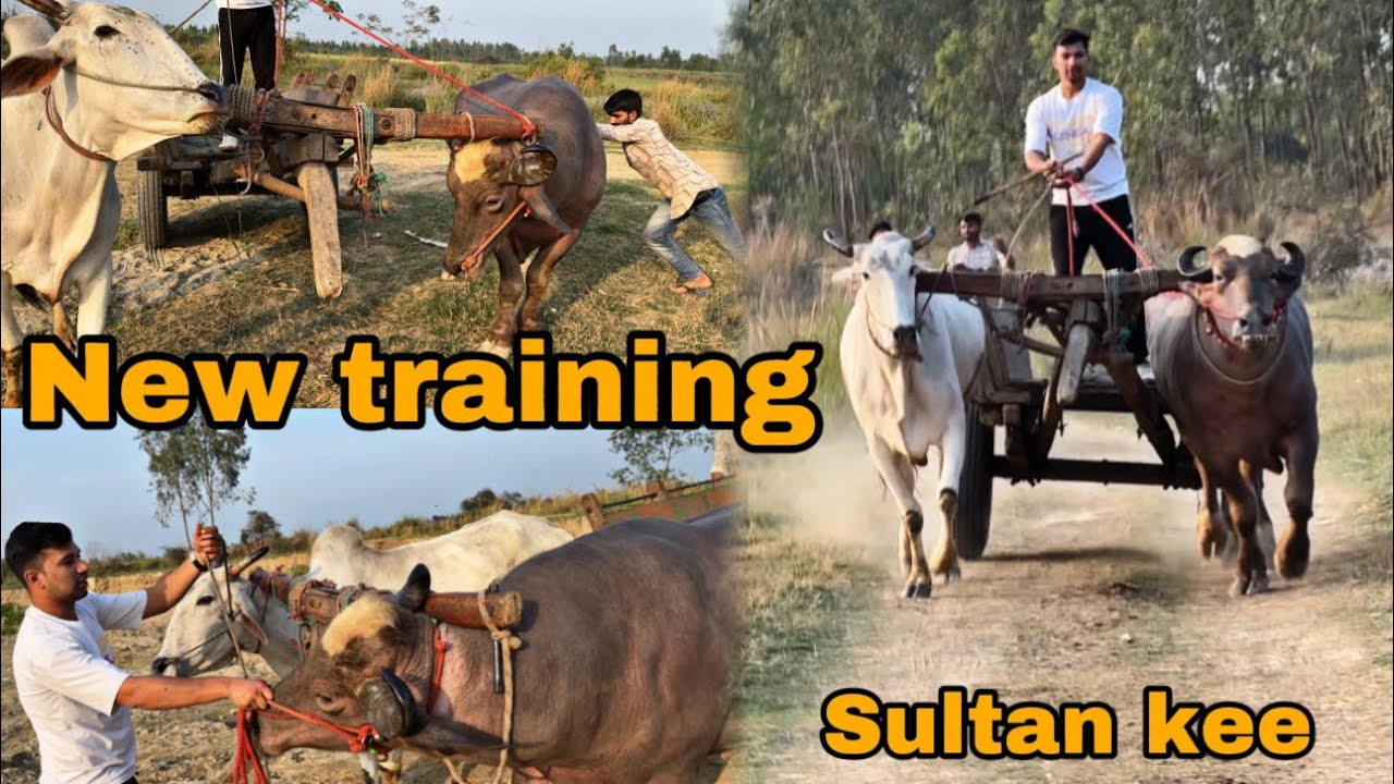 Sultan ke liye new task || new buggi chalani hai || @Bull vlog