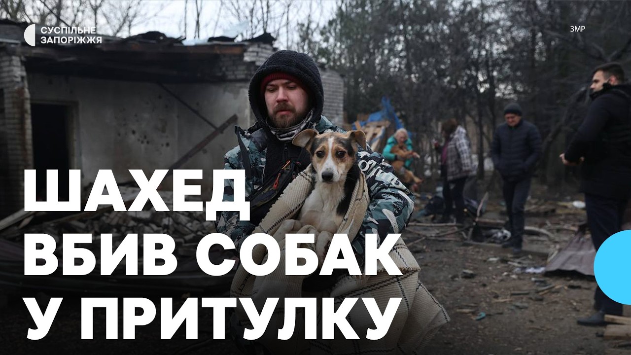 Загинули та поранені тварини: наслідки влучання армії РФ у притулок для собак у Запоріжжі