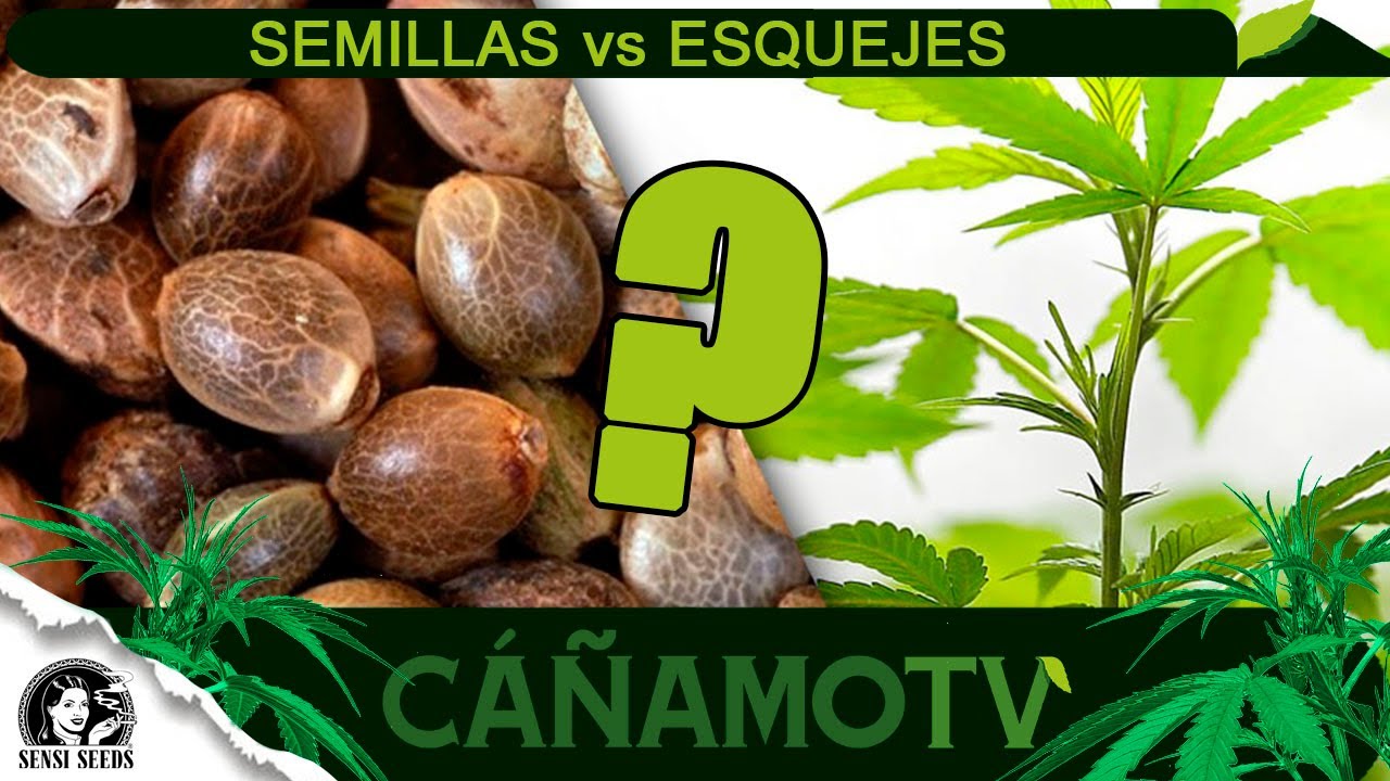 SEMILLAS vs ESQUEJES &iquest;Qu&eacute; es mejor?