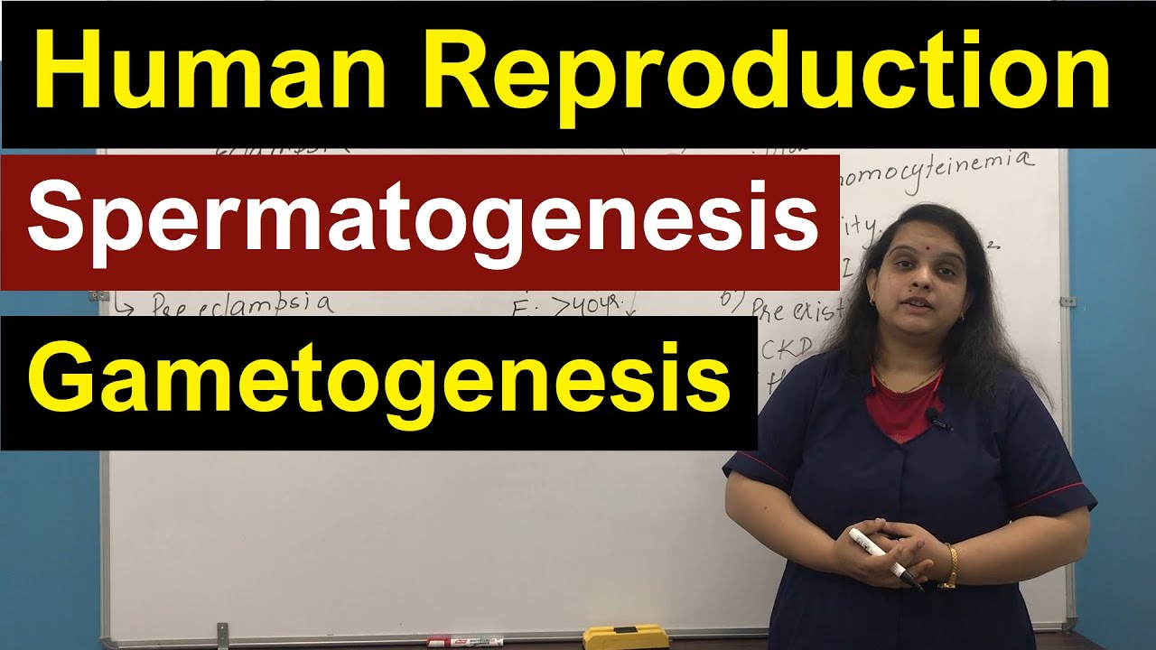 Spermatogenesis | English | Human Reproduction | Gametogenesis