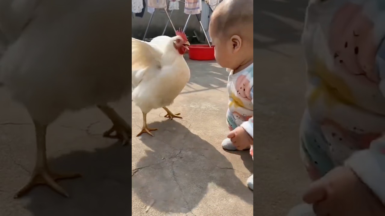 Moments You Can't MissPure Vibes OnlyWatch Till the End! #viral #shorts