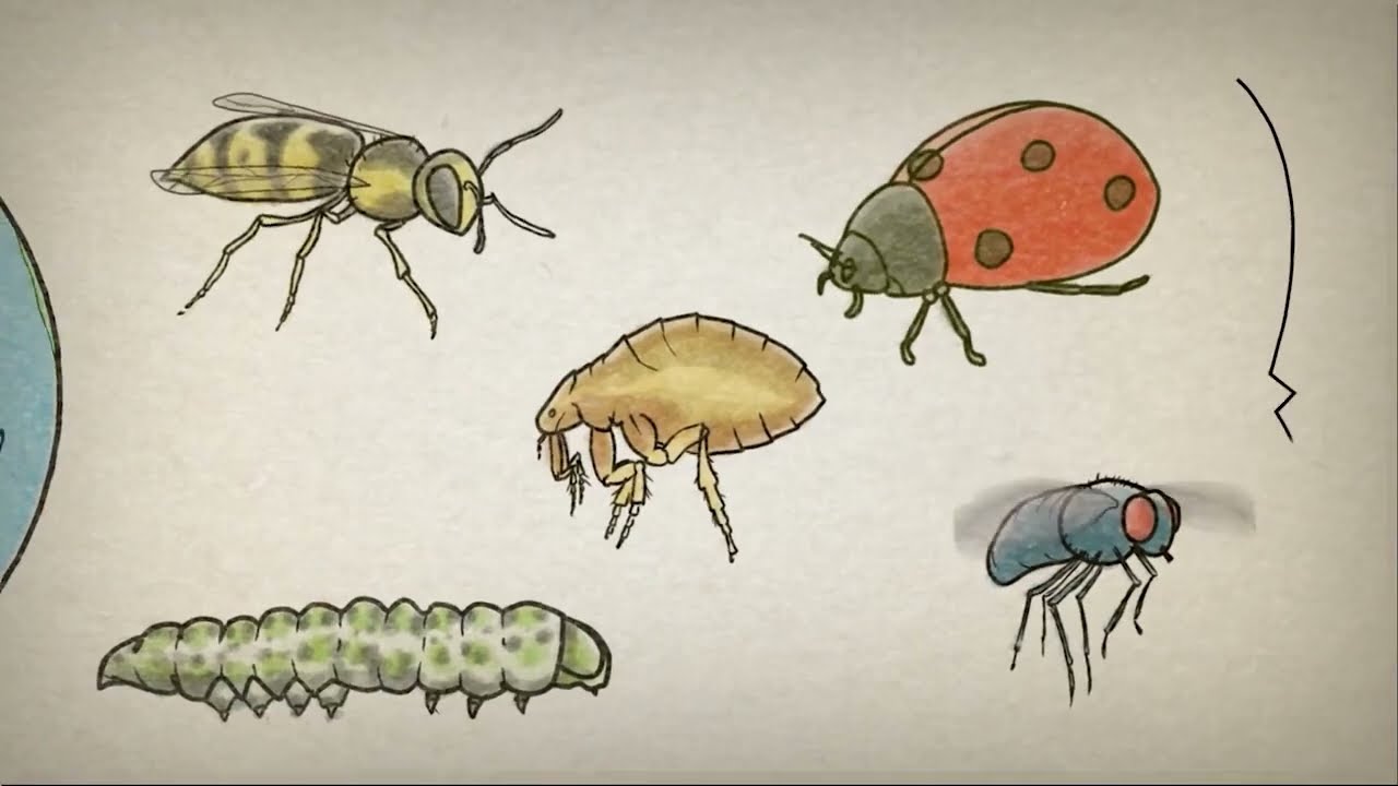 What is an insect?