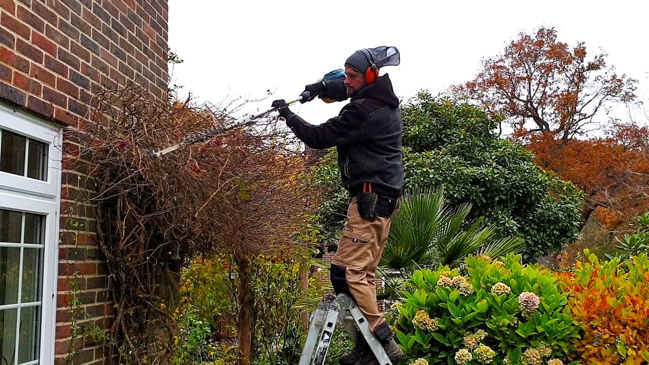 Honeysuckle Shaping By Trimmer