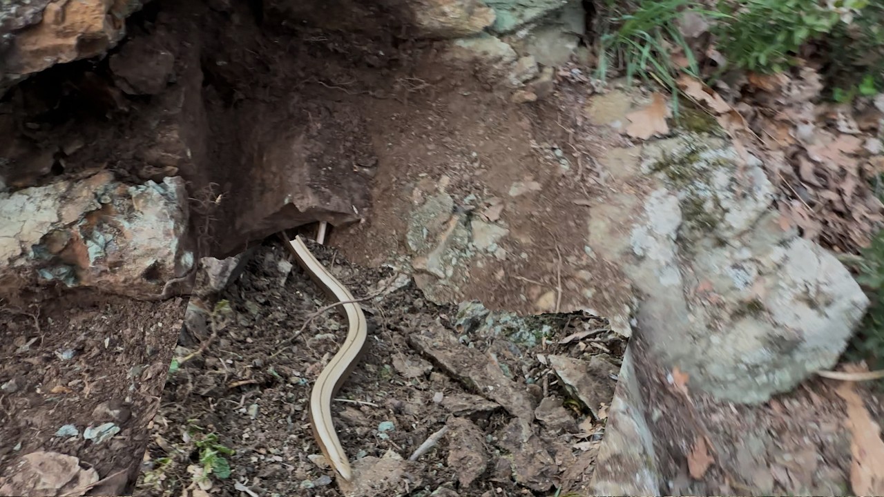Yılanlı Define Kazısı, Adrenalin İsteyen İzlesin...