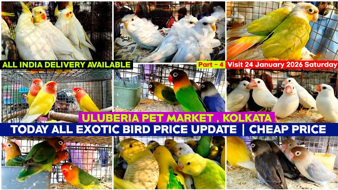Uluberia Pet Market || Uluberia Bird Market Bird Price | 24/01/2026 || Recent All Exotic Bird Price