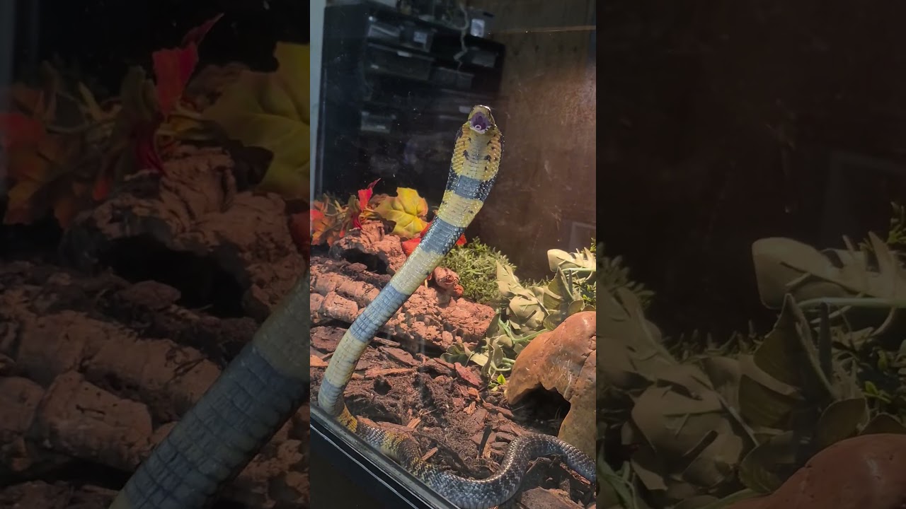 Naja savannula #forestcobra #cobra #africa