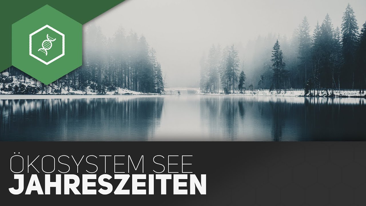 Ökosystem See - Jahreszeiten