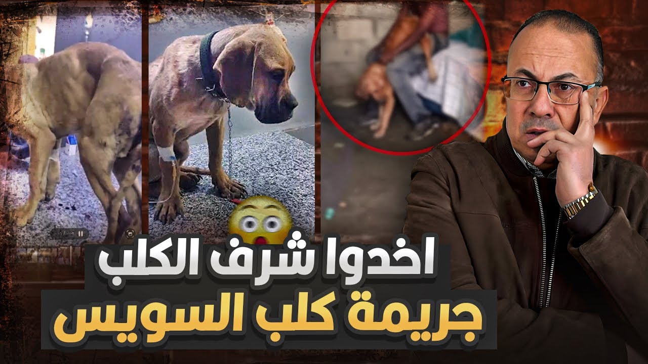 نـ ـامــ ـوا معاه واخدوا شرفه ماذا حدث لكلب السويس |  حنفي السيد يعرض القصه كامله !!