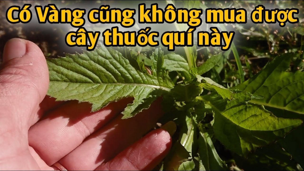 Bài thuốc trị Bướu cổ, Phì đại tuyến t liệt.PHAN HẢI Channel