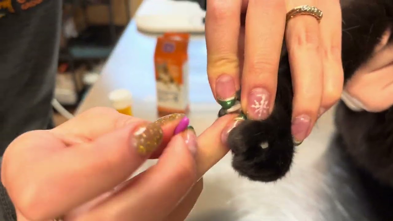 Pose de protège-griffes chez le chat💅🐈