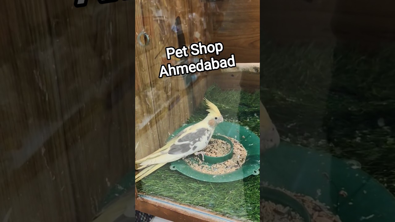 Guli Guli Pet Shop Ahmedabad