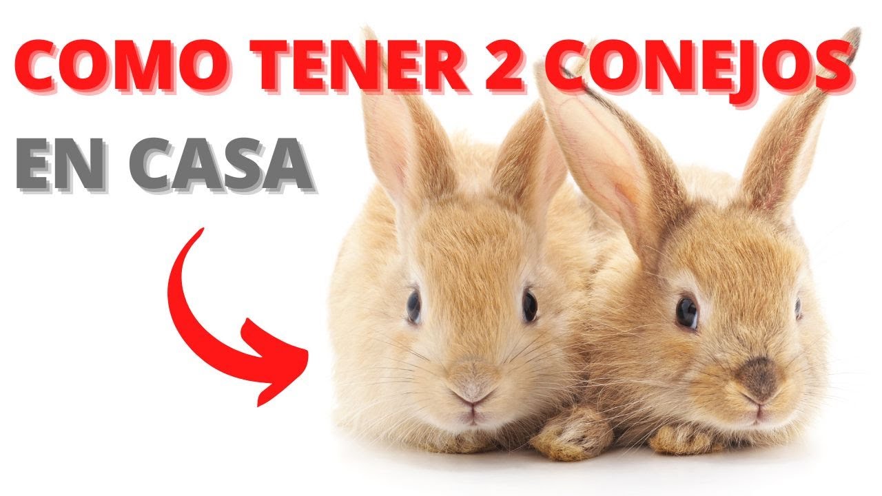 Como Tener Dos Conejos en Casa (Todo lo Que Necesitas Saber)