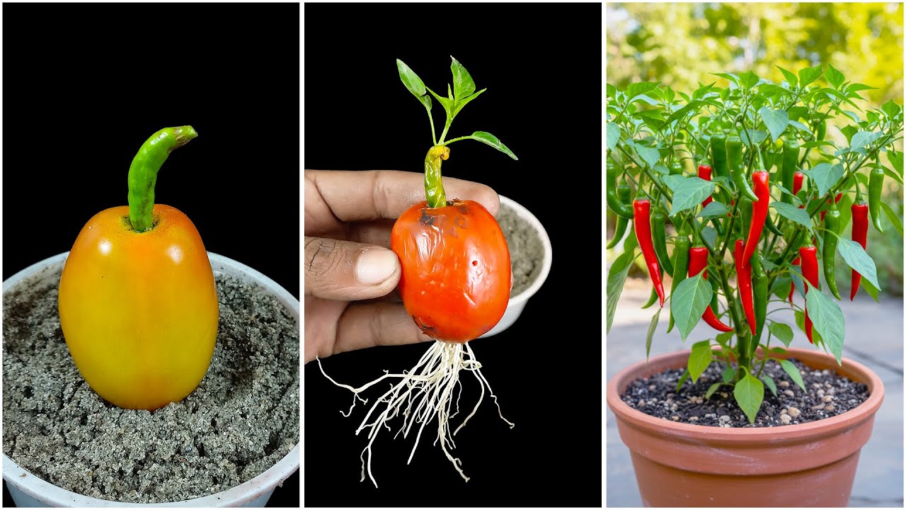 Using tomato for growing chili plant at home | Quick & effective guide