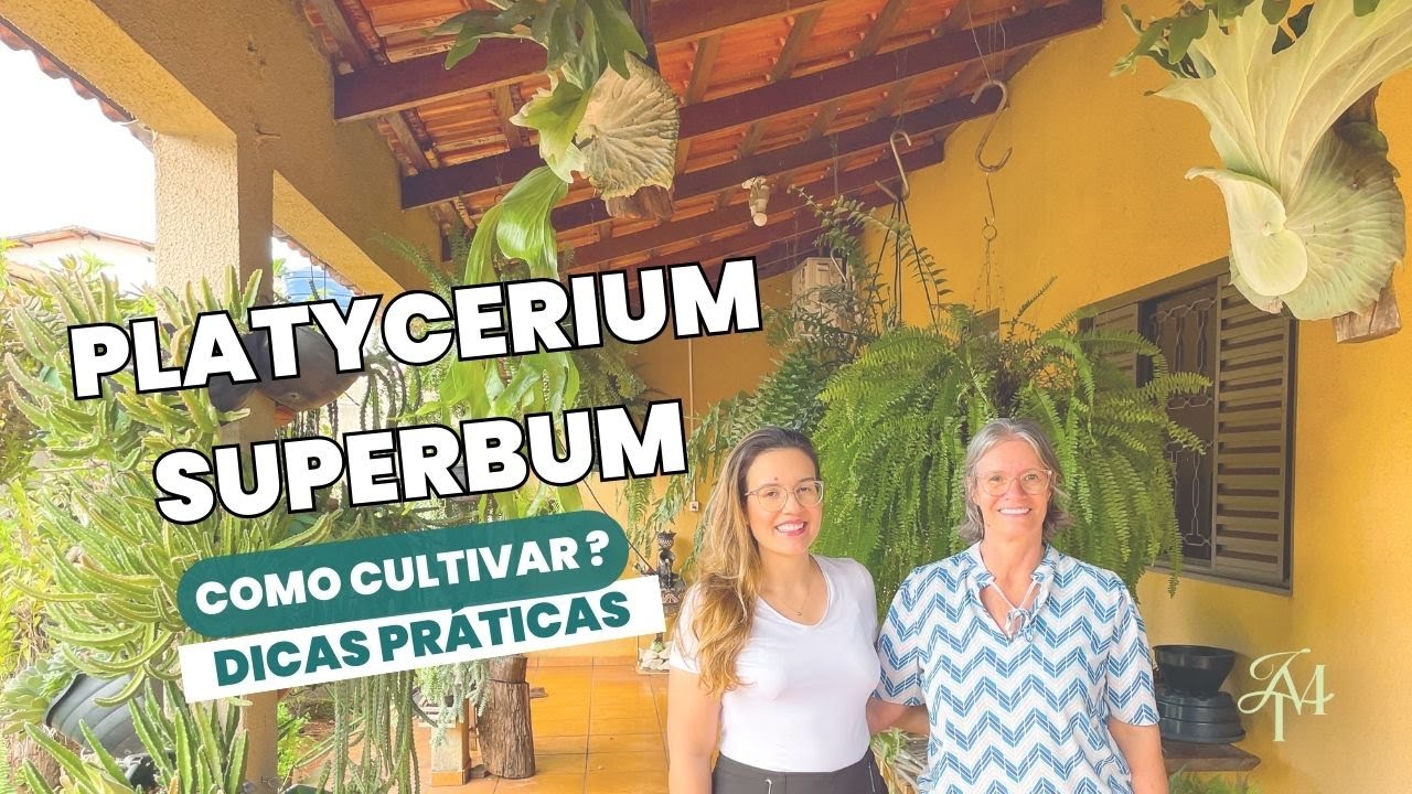Aprenda a Cuidar do Platycerium Superbum em Apenas 10 Minutos
