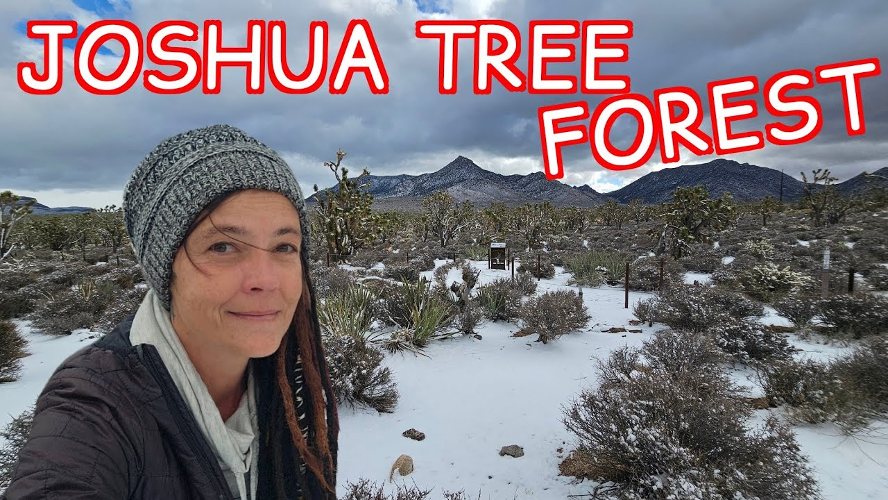 Joshua Tree Forest In The Snow: Desert Winter Wonderland