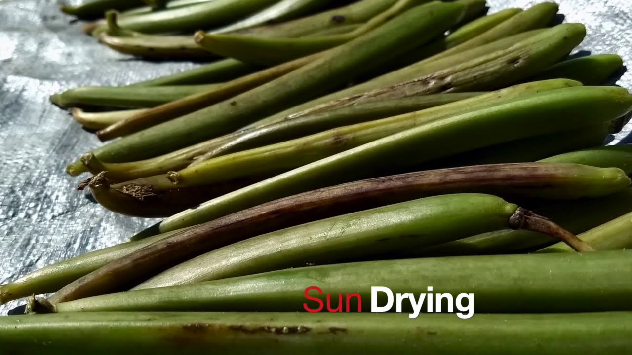 Vanilla Drying Process