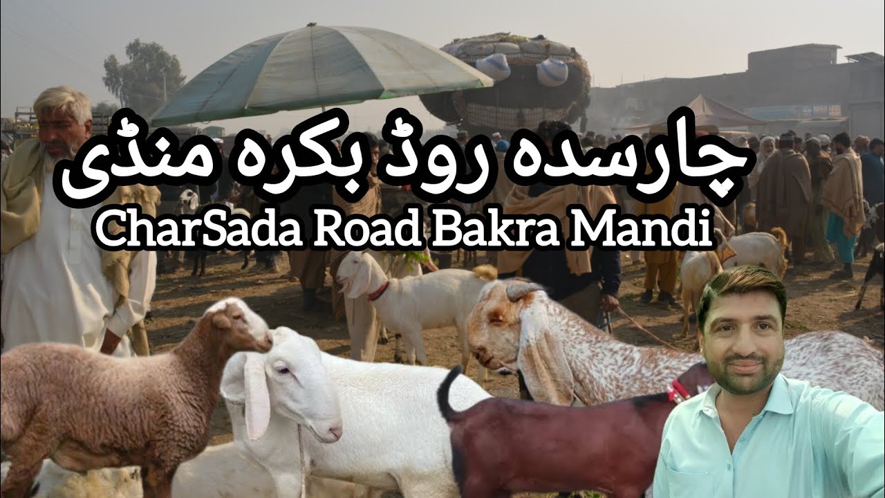 Charsada Road Bakra Mandi #abdulvlogpeshawar #Goat #Sheep #mandivlog #Bakramandi #travelvog 