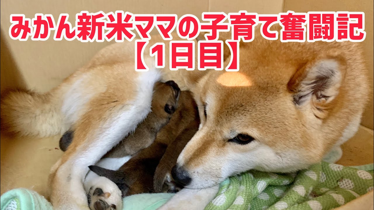 《柴犬子犬生後1日》柴犬みかん新米ママの子育て奮闘記 【1日目】