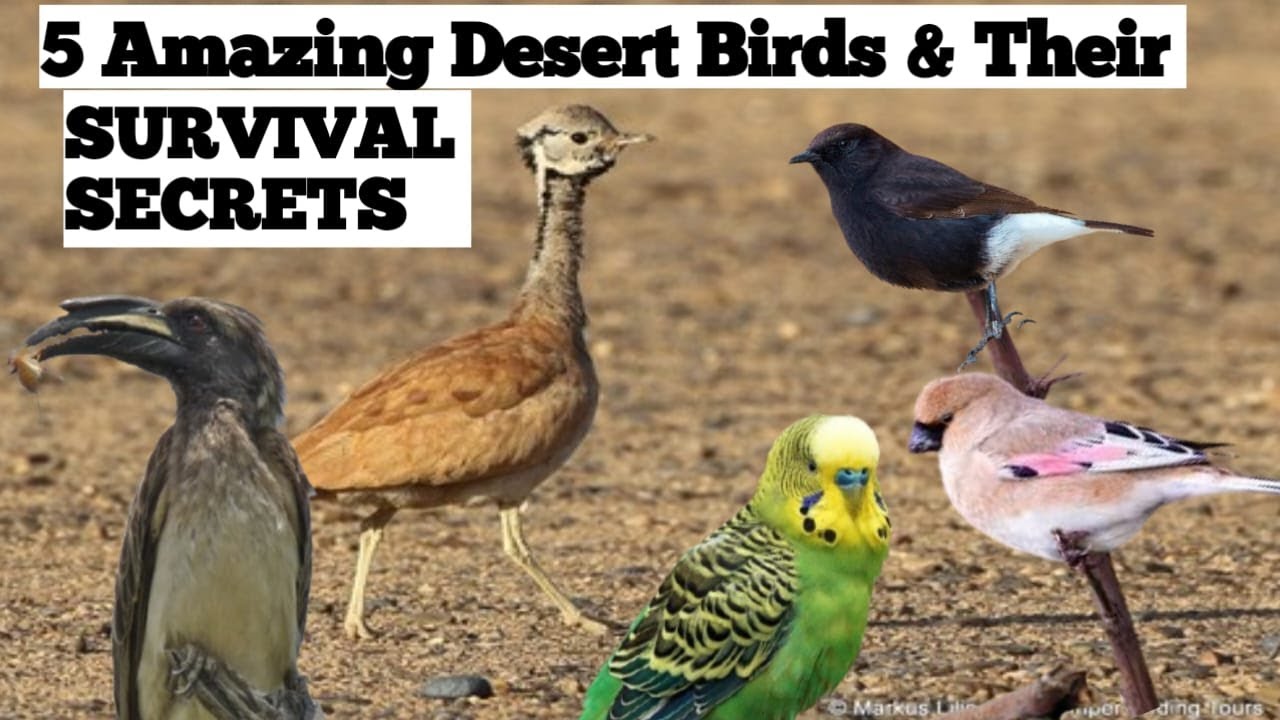 5 Amazing Desert Birds & Their Survival Secrets | Evolution INSIGHTS