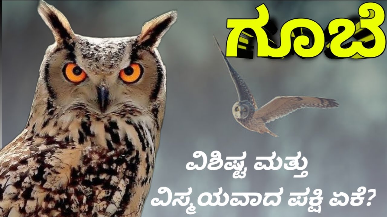 ಗೂಬೆ ವಿಶಿಷ್ಟ ಮತ್ತು ವಿಸ್ಮಯ ಪಕ್ಷಿ ಯಾಕೆ? | Why is the owl a unique and amazing bird?