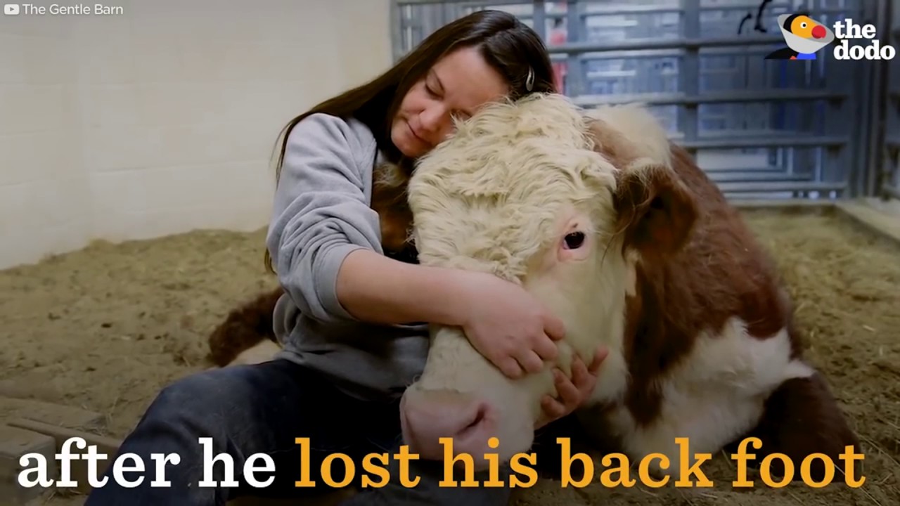 Cows Acting Like Dogs & More | Cows Are Awesome Compilation | The Dodo Best Of