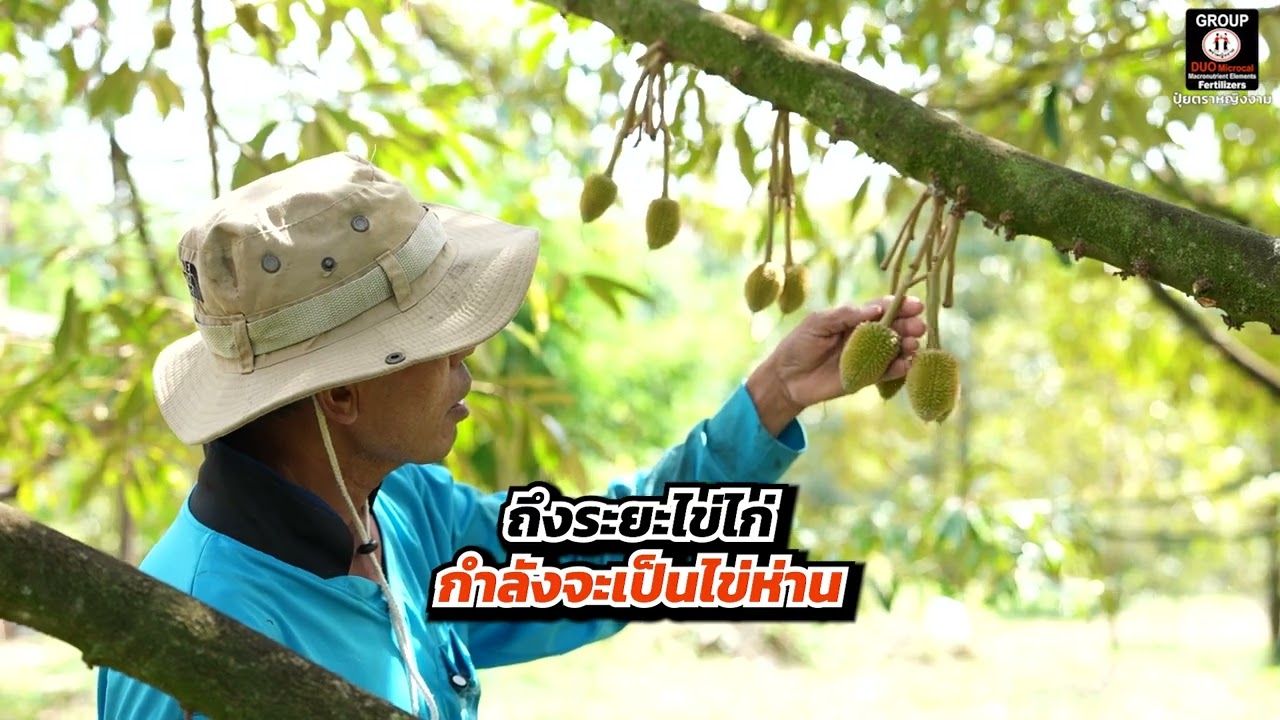 “ทุกระยะมีหน้าที่ของมัน” การทำทุเรียนให้ได้ผลผลิตคุณภาพ...