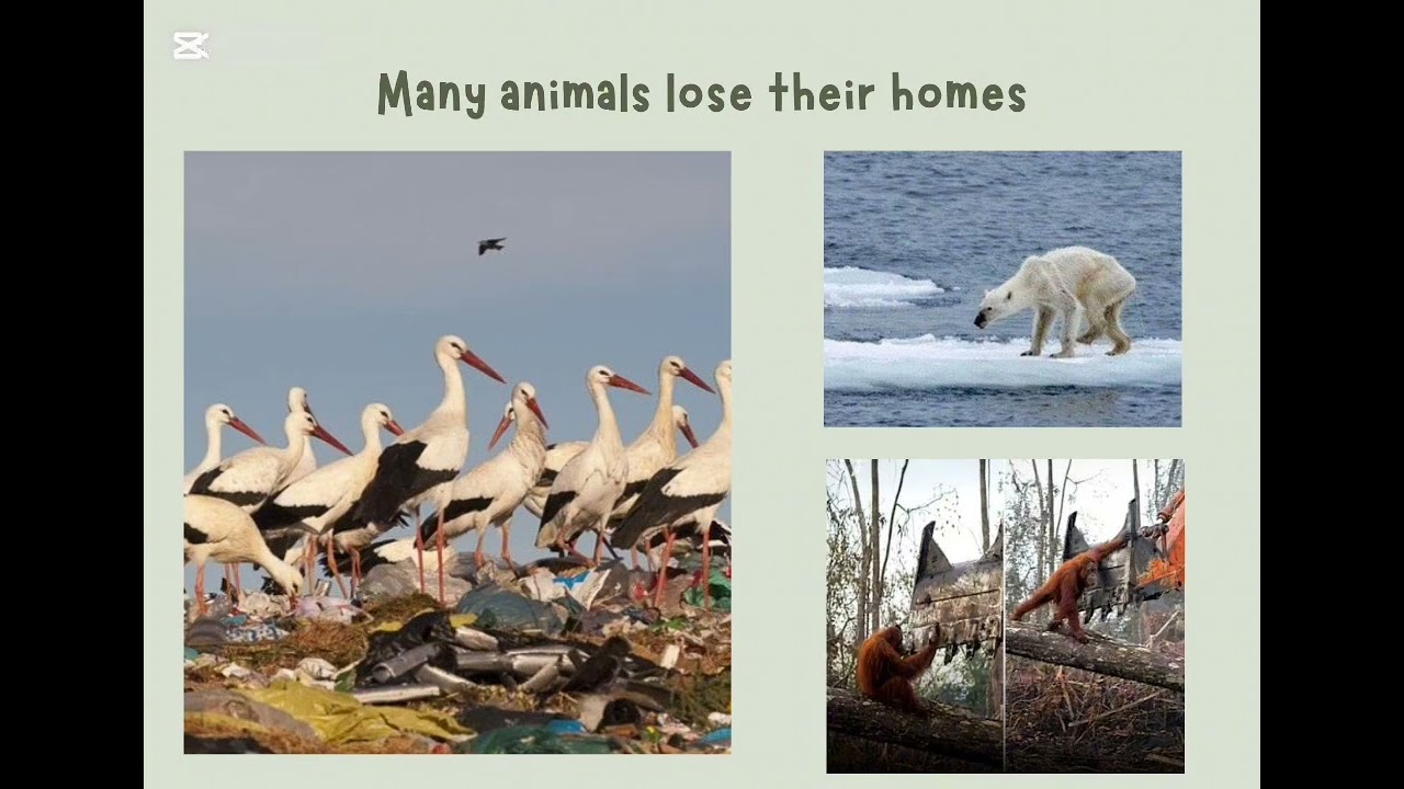 Environmental Crisis | Causes, Consequences and Solutions &ndash; Eva & Martina ⭐