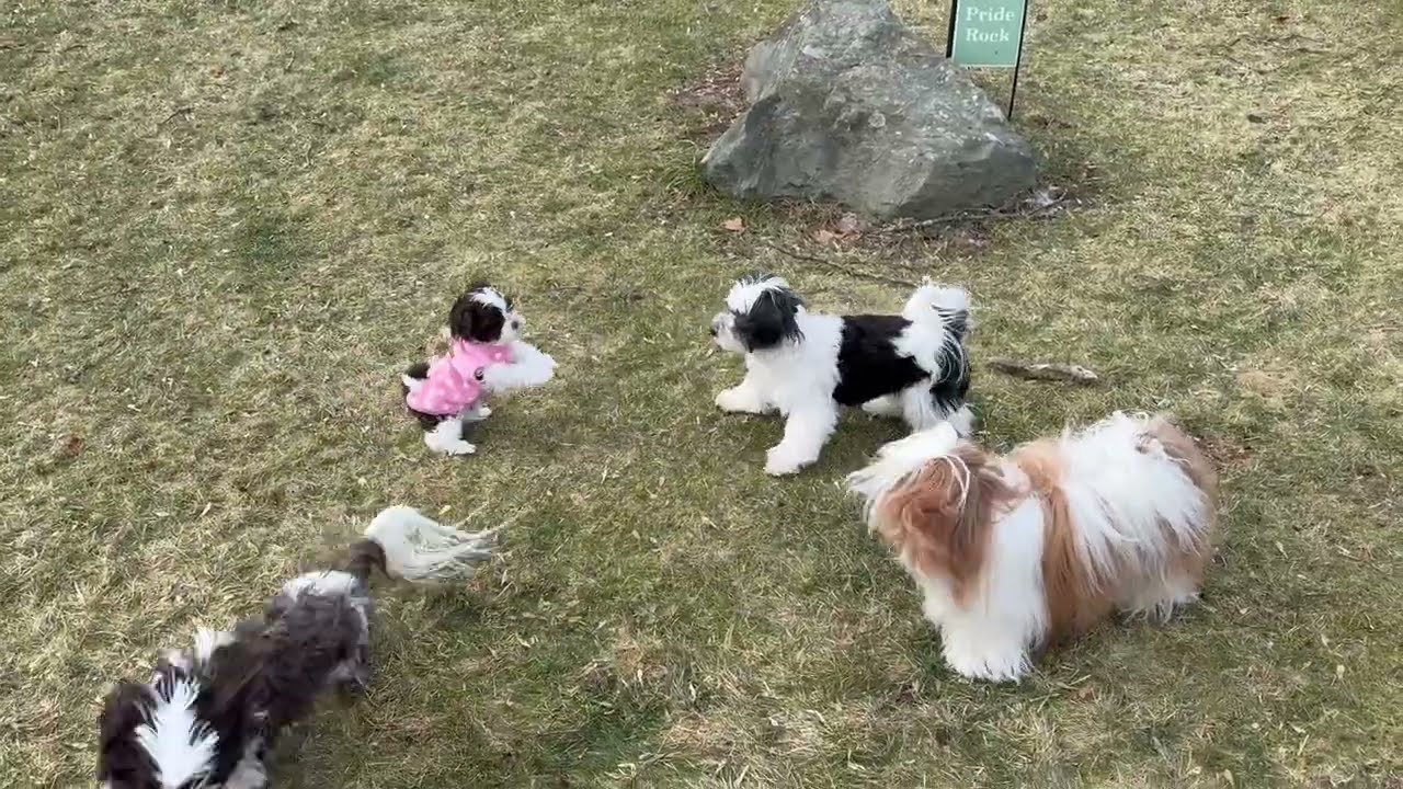 Posey (and the other dogs) in the yard!