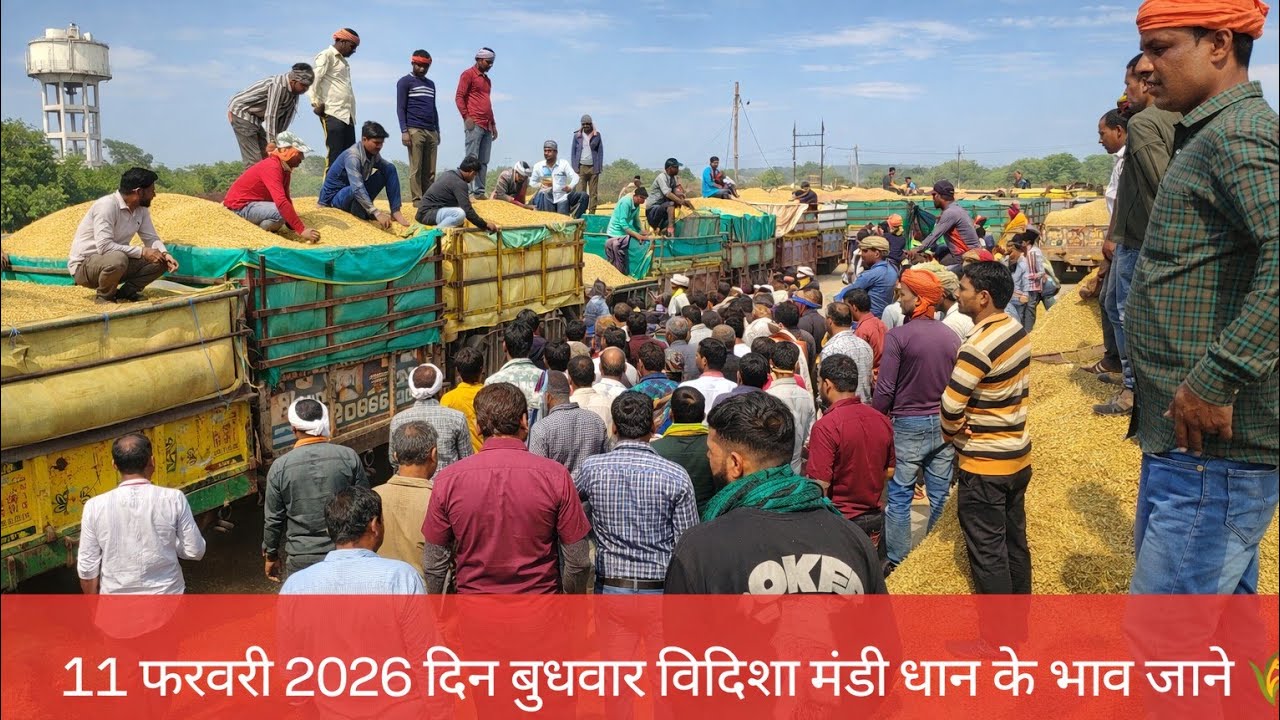 11 जनवरी 2026 दिन बुधवार गल्ला मंडी विदिशा मंडी धान के भाव जाने 🌾 पूसा p1 4380