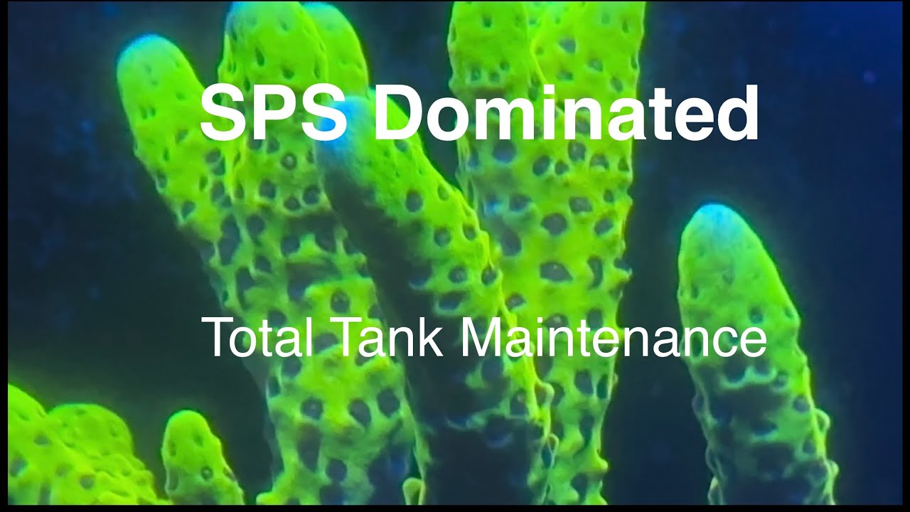 SPS Total Tank Maintenance HOB Water Change Frequency Saltwater Coral Reef Aquarium