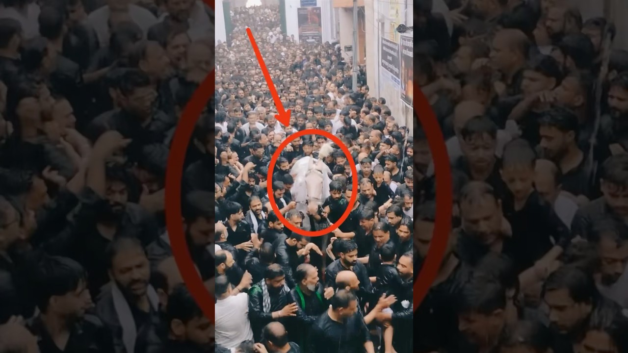 Zuljana | 3 Muharram 2025 Amroha #juloos #muharram2025 #muharram #shots #ytshorts