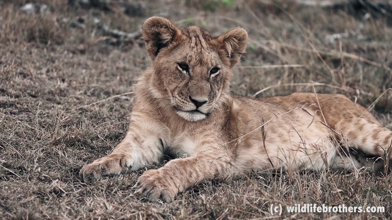 Cute lion cubs' immediate response to mom's calls