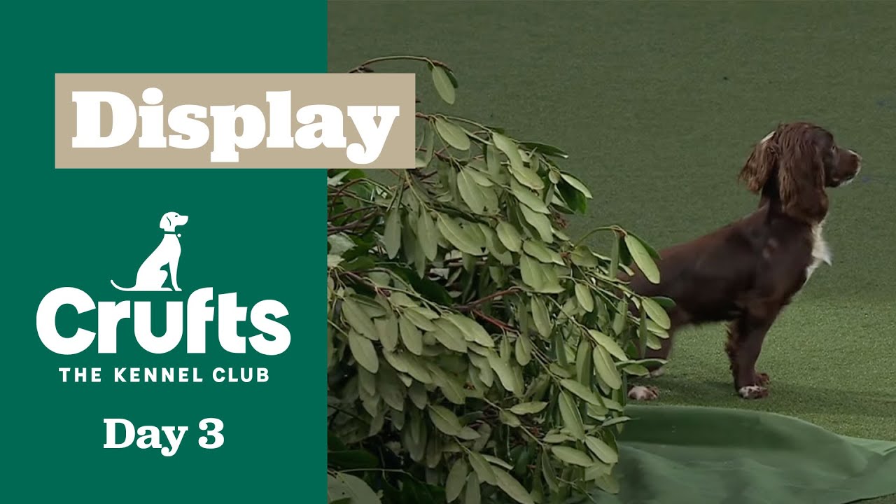 Elegance in Every Step  🐾✨Gundog Display | Crufts 2025