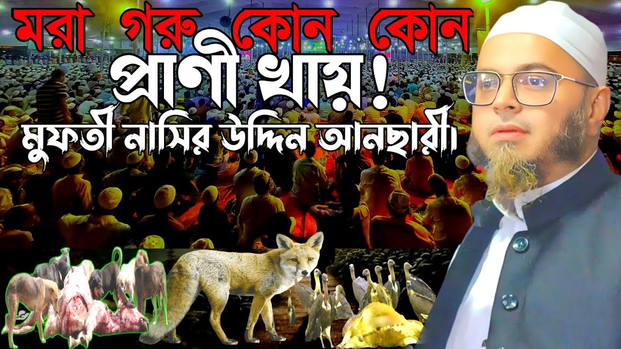 মরা গরু ৩ ধরনের প্রাণী খায়| নাসির উদ্দিন আনসারী| 3 types of animals eat dead cows|Nasiruddin Ansari|