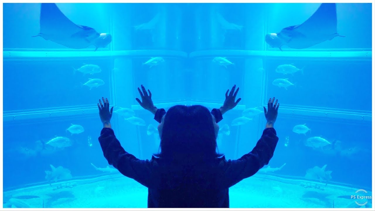Japonya Osaka Kaiyukan Aquarium