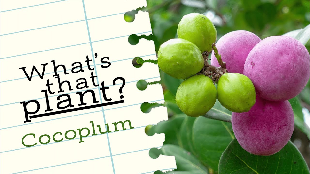 What's that Plant? Cocoplum!