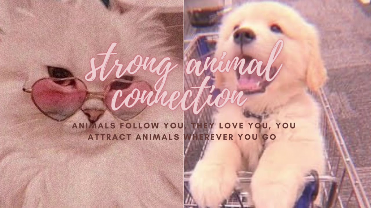 animals love you subliminal (EXTREMELY STRONG)