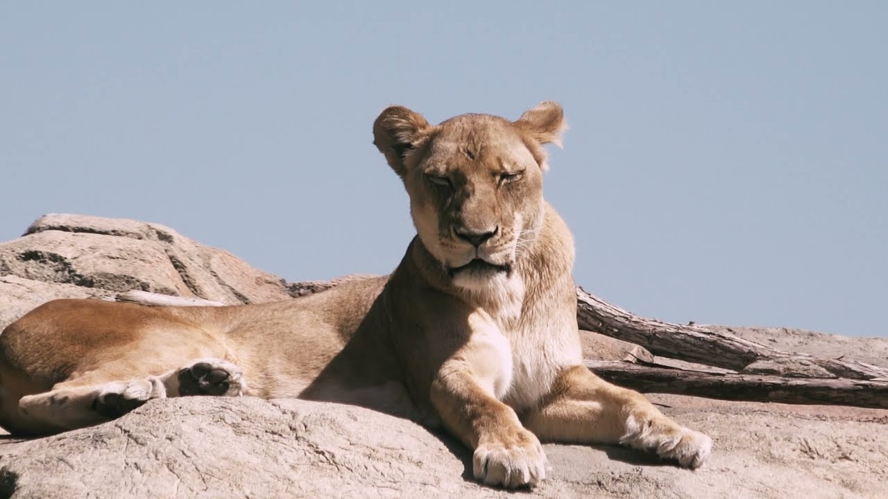 Fresno Zoo Sony Camcorder AX100