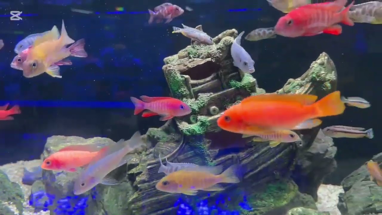 Cichlid Fish Family available at Hi Pets Supplies 