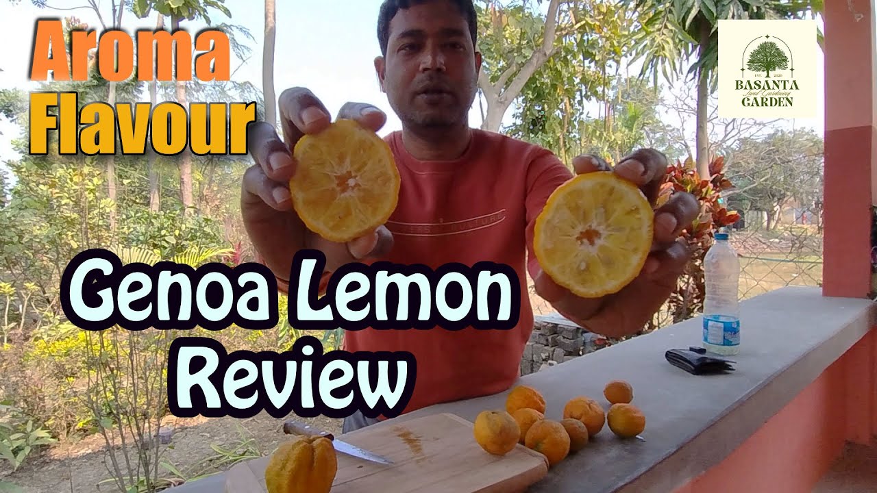 Best variety citrus for Aroma flavor | Genoa Lemon review #fruit #gardening #citrus