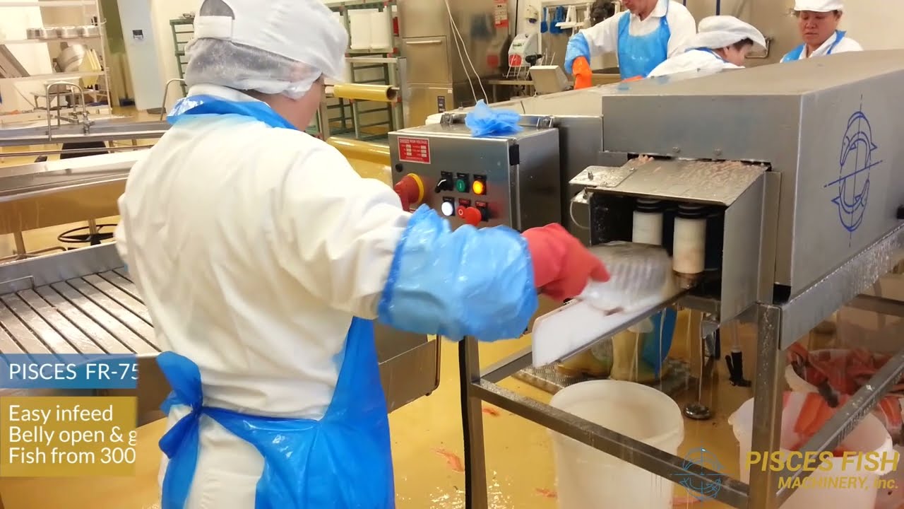 FR-75 Filleting Machine: High Yield Trout Filleting Line – Up to 40 Fish/Minute! 🐟