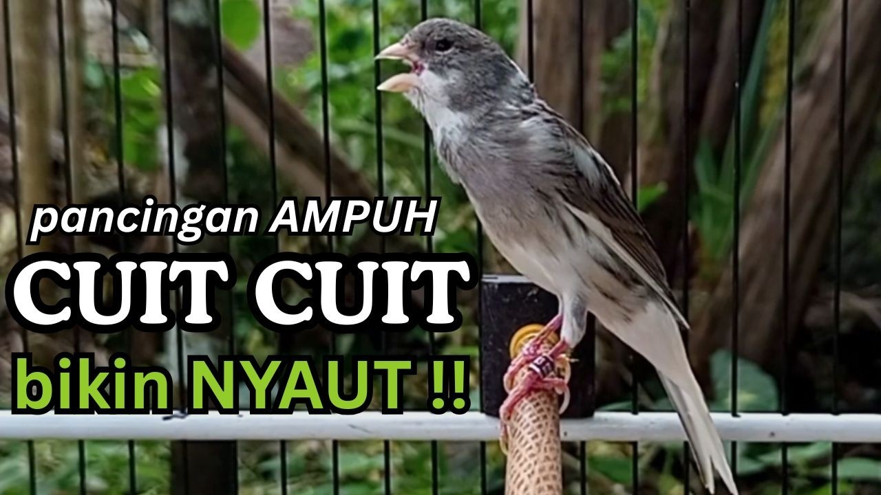 AMPUH! Suara Terapi Kenari Macet Bunyi - Cukup 15 Detik Langsung Nyaut & Ngeroll Panjang