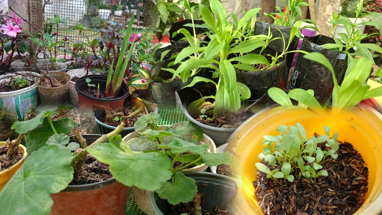 Actualización,de mis plantas por SEMILLA,y por esquejes 🌺