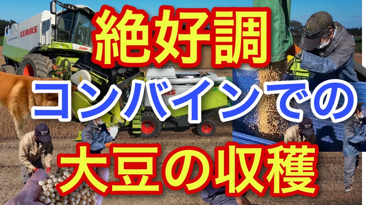 絶好調！【コンバインでの大豆の収穫】