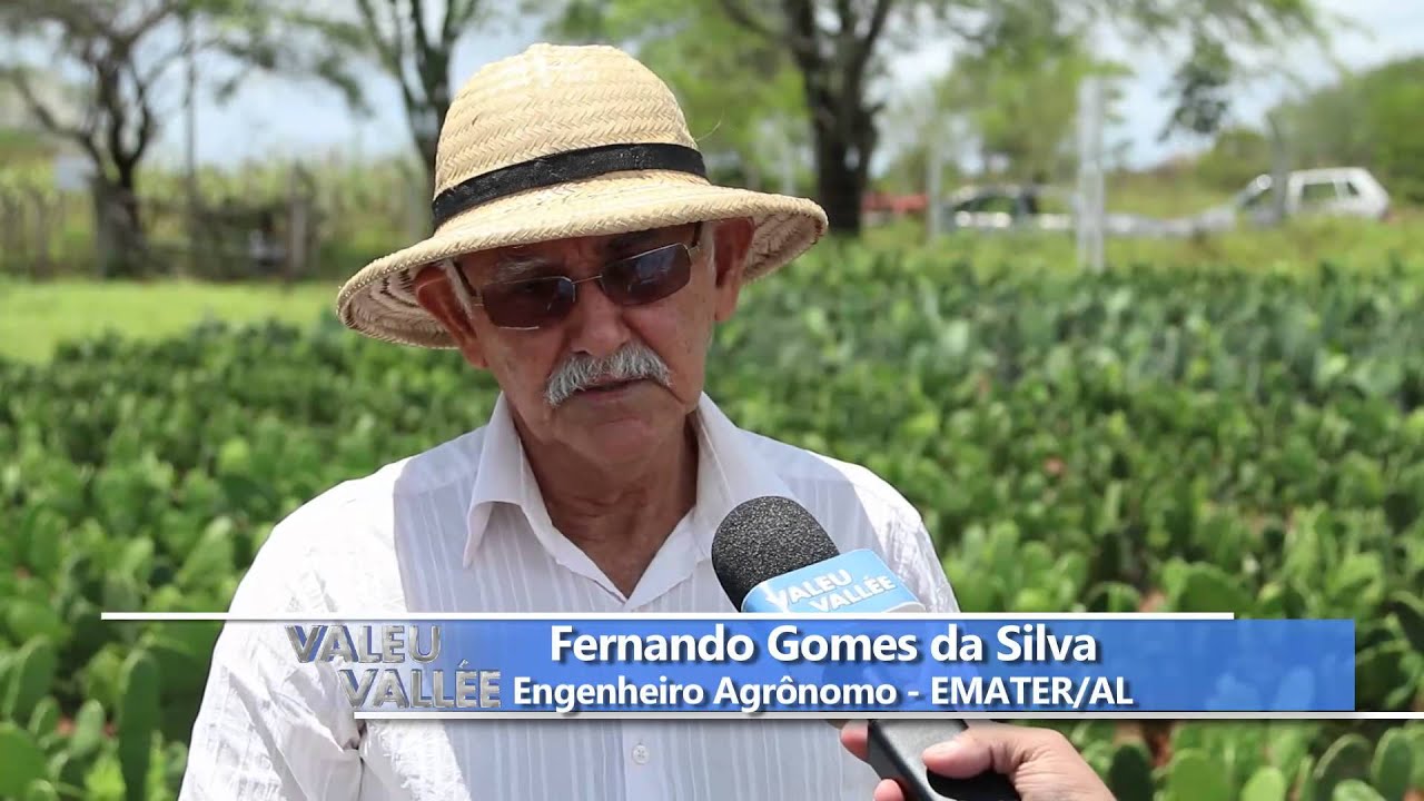 Utilização da palma forrageira na alimentação dos bovinos - Parte 3