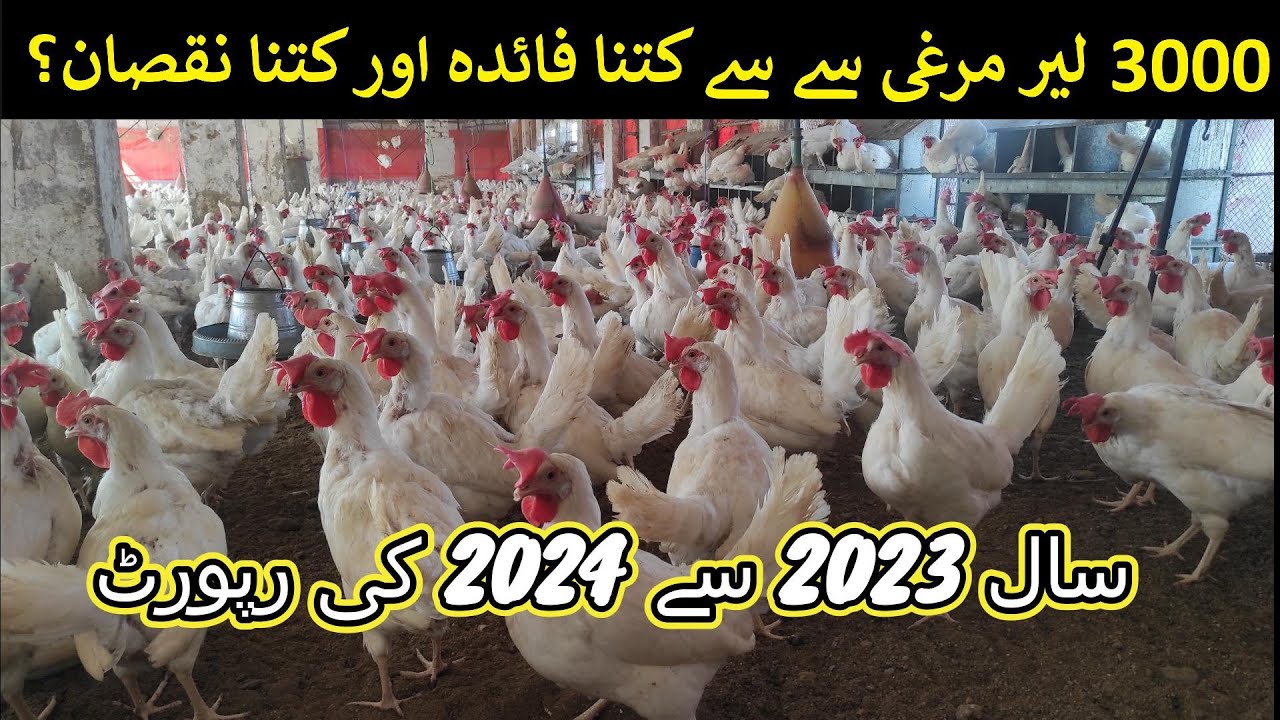 Feasibility Report of 3000 Layer Chicken | Profit Analysis in 2023-2024