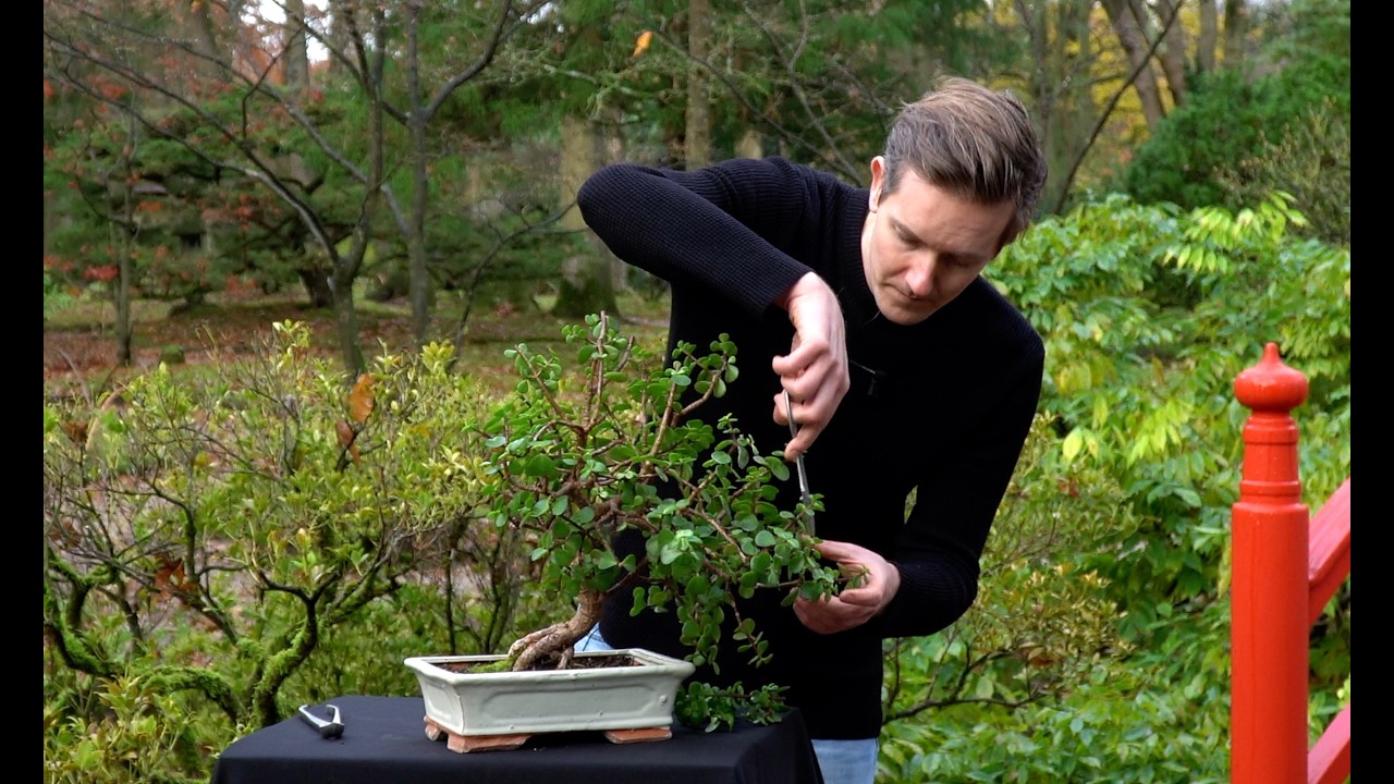 Dwarf Jade Bonsai Maintenance