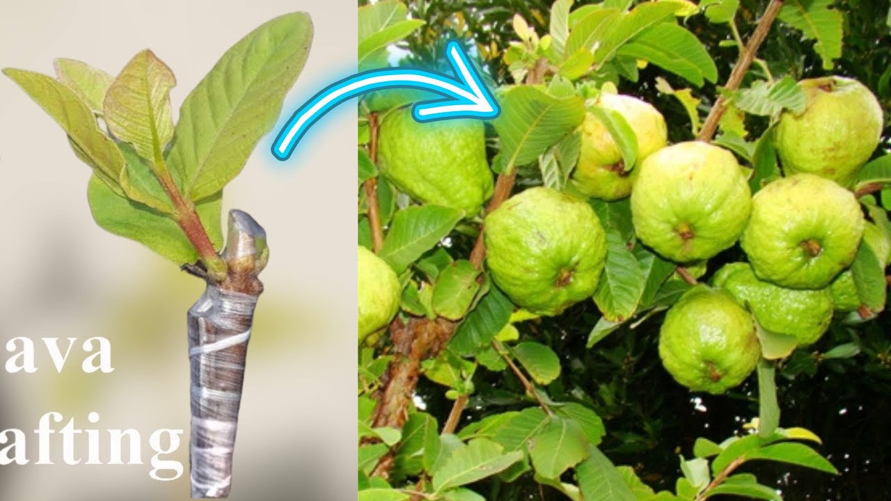 Guava Tree Grafting Method | Grafting Fruit Tree