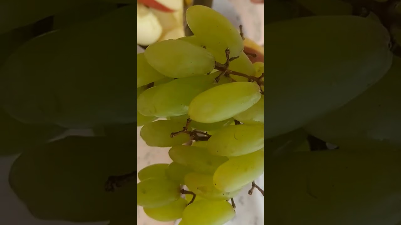 grapes fruits tree🌿#grape #garenafreefire #tree #fruit #sort #virlsorts #youtubeshorts #tarendings