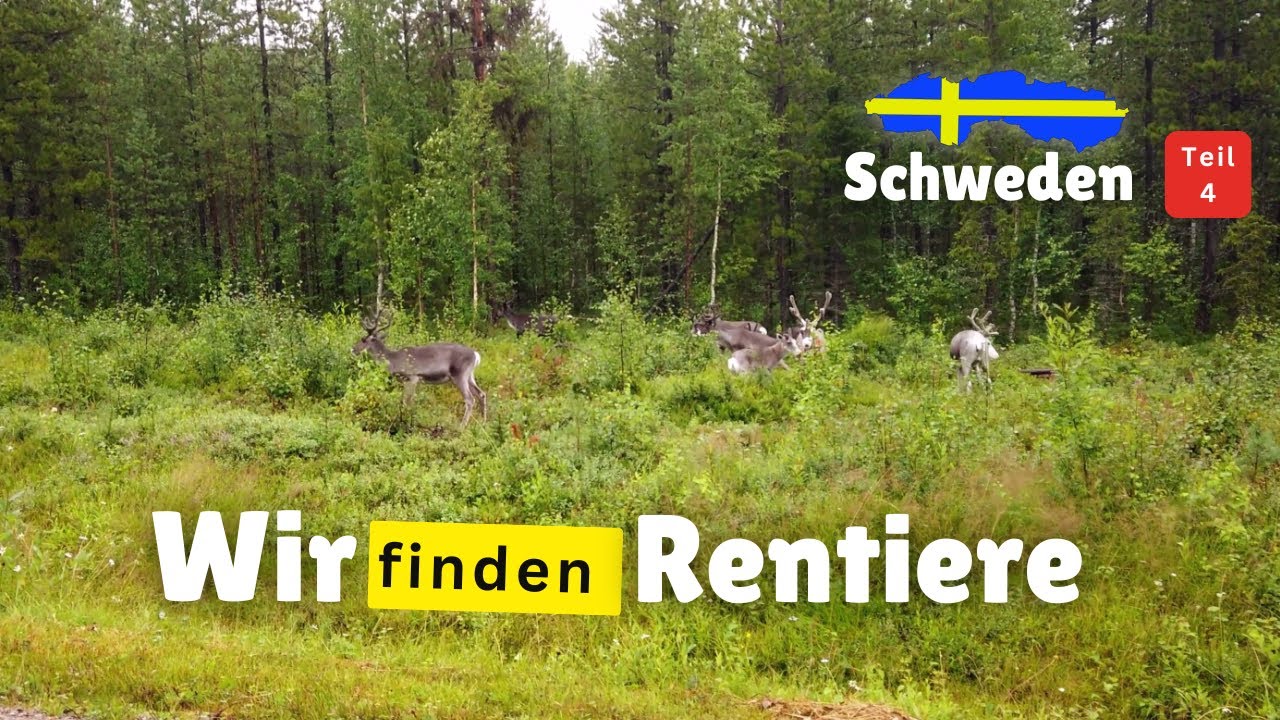 Schweden *Vanlife* *Camping* Video # 4 wir finden Rentiere und stehen Frei